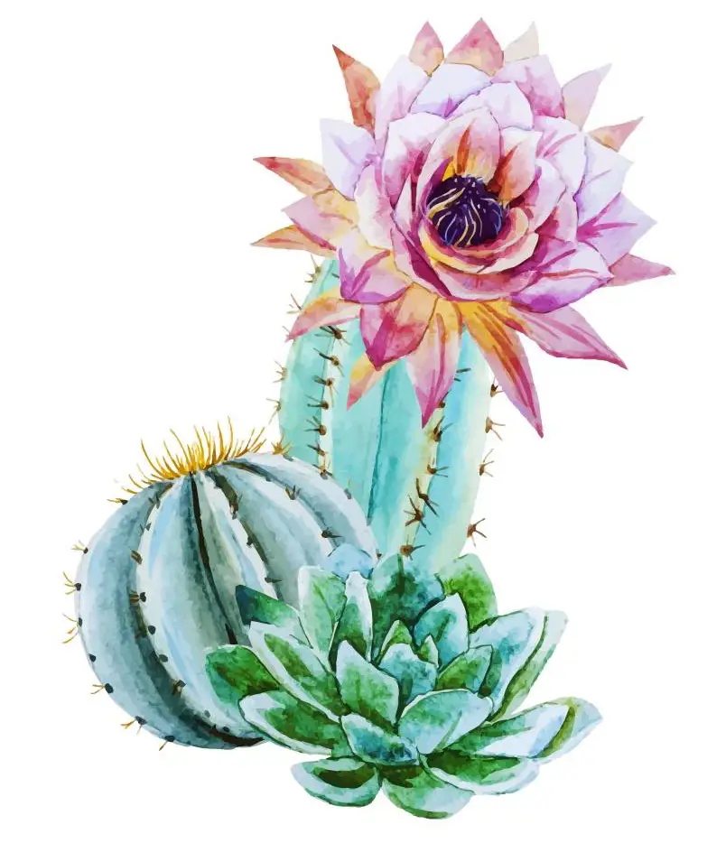 cacti succulent flowers